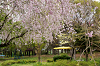 hana28 (109)_thumb.png